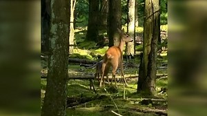 Naturelsker deler sjældent syn fra skoven