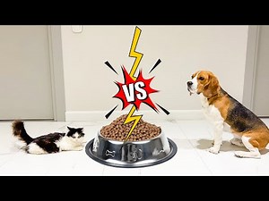 SHERLOCK COMMANDS THE CAT. BROS SHOW PET