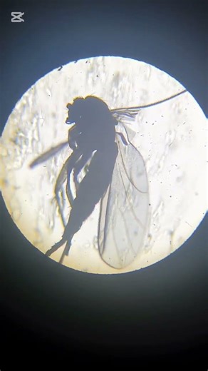 Housefly under a microscope #microscope #science #biology #housefly #fly