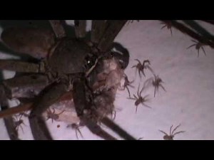 Giant Huntsman Spiders Baby Delivery then Hundreds of Babies Spread Throughout in House Wall