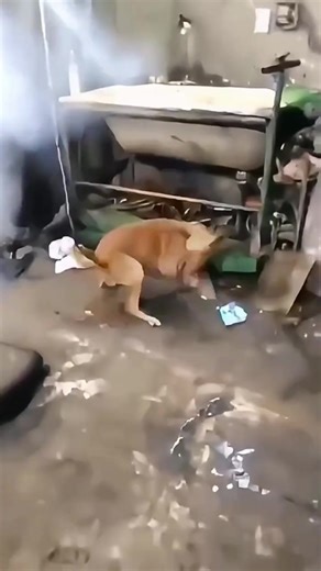 Cute Dogs and Puppy Love: Heartwarming Moments