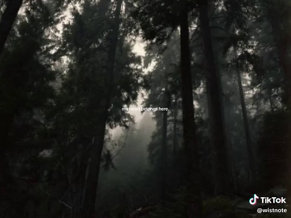 Exploring Fantasy Forests: A Visual Journey