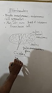 8.5.4 MitochondriaMitochondria (sing.: mitochondrion), unless ... | Filo