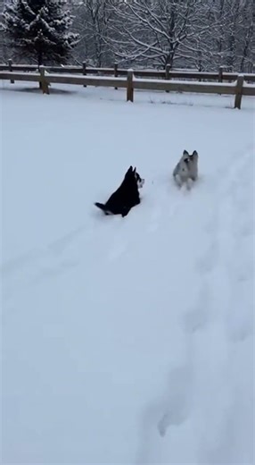 Husky Puppy Race Goes Wrong 😂❄️ #husky #funnydogs #dogshorts