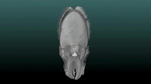 File:Sepia officinalis. OPT 3D reconstruction showing cuttlefish hatchling morphology..ogv - Wikimedia Commons