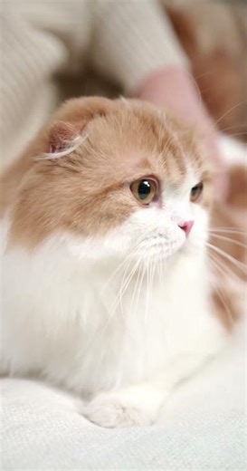 Cutest Cat Face Ever Caught on Camera!