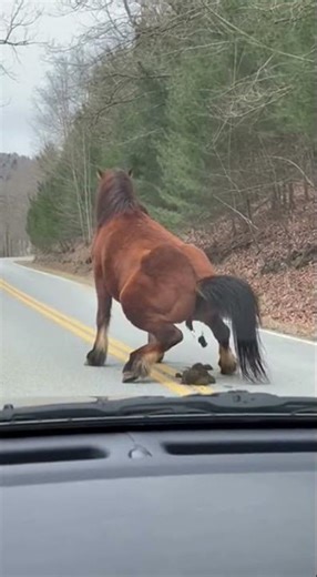 i cant believe ..is it real .#funny #animalshorts