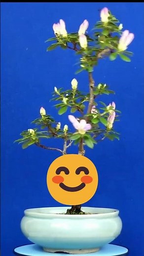 Amazing Timelapse: Pink Azalea Bonsai in Full Bloom