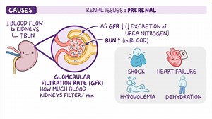 Video: Complete metabolic panel (CMP) - Blood urea nitrogen (BUN) and creatinine (Cr): Nursing - Video Explanation! | Osmosis