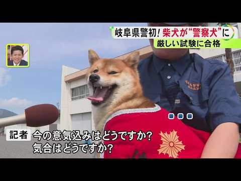 小さくても嗅覚などが武器に…『柴犬の警察犬』岐阜県警が初めて任命 大型犬に交じりミニチュアシュナウザーも
