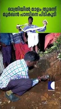 രാത്രിയിൽ മാളം തുരന്ന് മൂർഖൻ പാമ്പിനെ പിടി‌കൂടി #snakemaster #vavasuresh