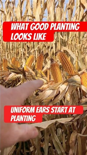 300+ Bushel Corn and Higher Averages Starts Like This. #corn #farming