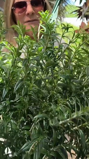 4.4K views · 95 reactions | Hottest Houseplants! PLANTERINA #plant #indoorplants #planterina #edit #diy #plantcare #satisfying #fbreels #reels | Planterina | Facebook