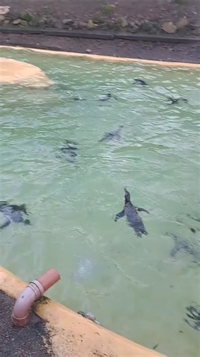 Dudley Zoo & Castle on Instagram: "Our Humboldt penguins have the Christmas Day zoomies! Look at them go this morning! Did they spot Santa visiting overnight? 🎅🏻"