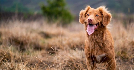 Beagle vs French Bulldog: Complete Breed Comparison for Families & Owners - WowPooch