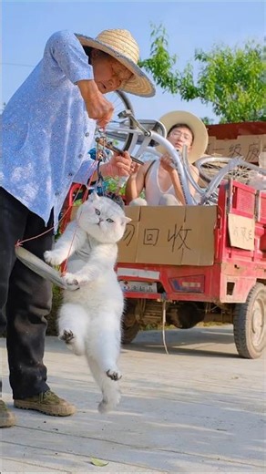 Heartwarming Cat & Human Friendship 🐱❤️ A Happy Daily Life Story You Must Watch!