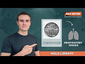 Basidiospores - Mold Library - Mold Busters