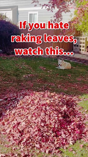🚨Leaf Raking Hack🚨 Do you hate raking leaves as much as I do? I started to mow and mulch it, but after 45 mins my battery died, so I got out some bags for the last bit, and I should have done the whole yard this way, I got the last 3 piles done in 5 mins!! What to do: • Grab a big bag • Shake it open • Put it between your legs • Wrap under your feet to hold the bag • Shovel the leaves in with your hand • Use your rack to bring more leaves to you Voila! Whole pile bagged in under a min, minuscu