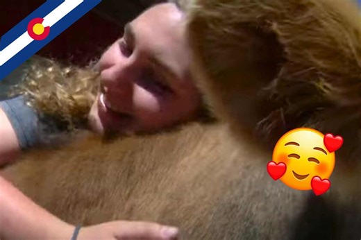'Cuddling with Cows' - New Trend in Erie!