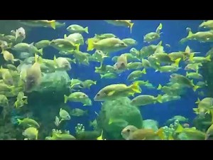 Relaxing tropical fish swimming around with no worries