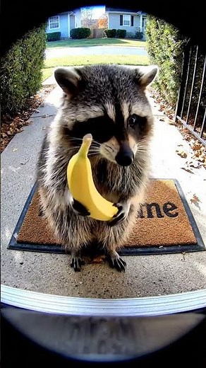 Raccoon Takes a Very Important Call on His Banana Phone