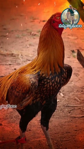 నీ కోడి బుర్రకు ఎందుకంత పౌరుషం |Rooster 🐓| Chickens | Sasyasyamalam