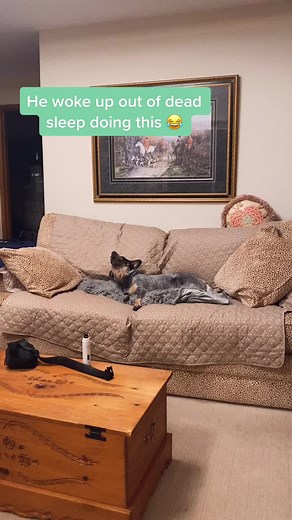 He sounds so sad 😭 #dogtok #howling