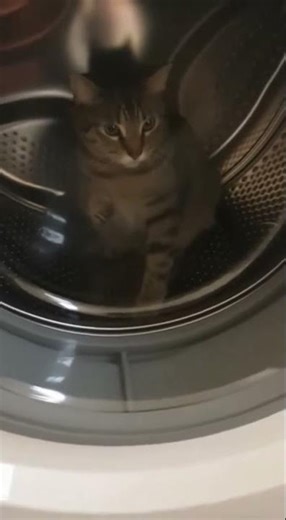 Do Not Wash! Cat Climbs Inside Empty Washing Machine Drum! 🤣
