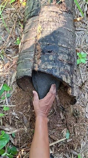 catching chickens with their children#trending #nature #harehunting #birds #nature1