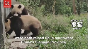 A couple of three-year-old giant pandas（熊猫 xióngmāo） have taken a long journey to resettle in a central China's wildlife park（野生动物园 yěshēng dòngwùyuán）, and enjoyed their big new mansion and fresh cuisines. | Learn Chinese