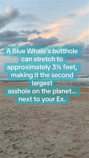 #breakup #humor #meme | whale