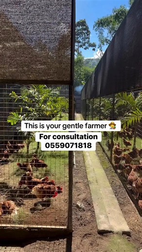 Semi intensive system in poultry farming #fblifestyle #vicmensa @highlight Adu Ababio Kwame Ansah John Dumelo | Adu Ababio