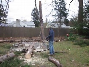 Fallen Tree Incredibly Stands Back Up While Being Cut