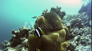 Scenic view of amphiprion fish swimming next to the coral reef