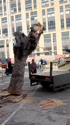 World’s Craziest Tree Move#shorts