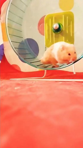 Hamster's Daily Night Routine - Taking Care of a Syrian Hamster 🐹