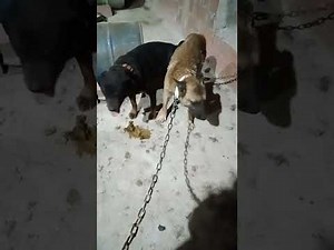 accouplement chien malinois.est rootwaler