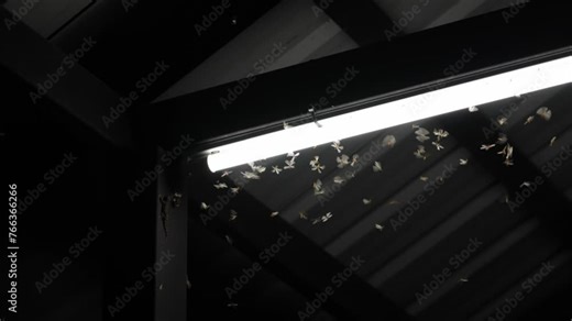 Swarm of Termite Flying or Alates flying play towards the light of long LED bulbs in the pavilion at night after it rains with house lizard lurking and hunting to eat.