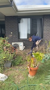 Summer ventured out to catch a highly venomous Red-bellied black snake that had been seen in Lawton. Summer has a strong fondness for these snakes and was eager to retrieve this one as it slithered into a weep hole! Great work summer ! | Sunshine Coast Snake Catchers 24/7