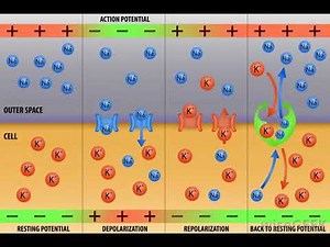 What Is the Difference between Graded Potential and Action Potential