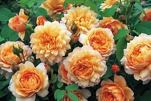 How to Grow Roses: What You Need to Know