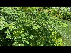 How to Prune Amazing Moringa Tree