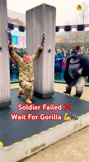 US Soldier Fails Hercules Hold But Gorilla Dominates Easily #subscribe #shorts