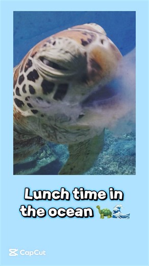A sea turtle’s tasty ocean treat.🐢#animals #seaturtles #eat