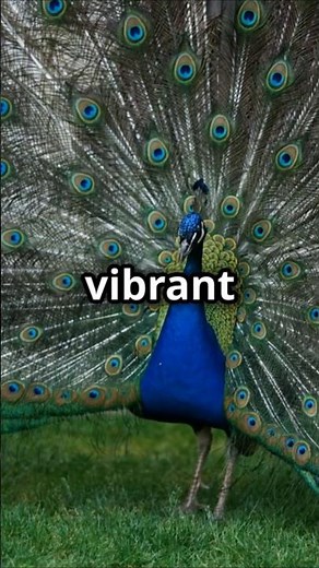 Why Peacocks Show Off Their Feathers—It’s All About Attraction! #PeacockFacts #AnimalBehavior