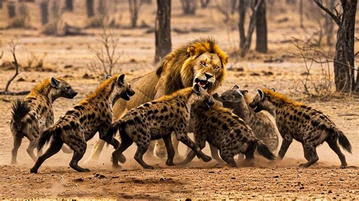 The Duel of the Titans: Hyenas Take on Lions in a Fierce Fight for Survival | Wildlife Documentary