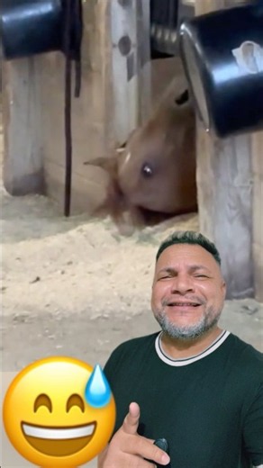 Tem dia que acorda assim kkk #shorts #reaction #animais