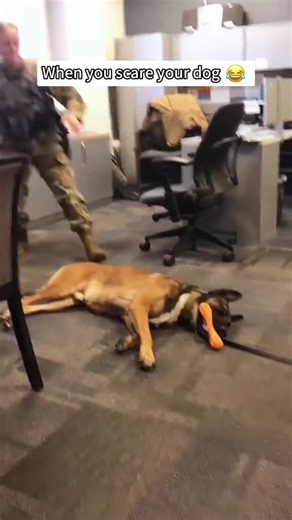 Funny Dog Reactions to Scary Situations