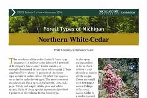 Forest Types of Michigan: Northern White-Cedar