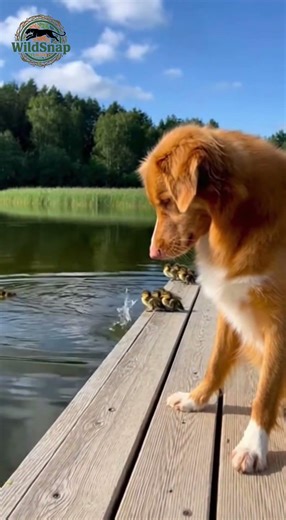 Dog Swimming With Ducklings